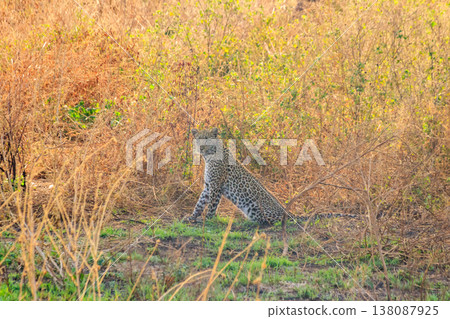 African leopard (Panthera pardus pardus) sitting in grass in Serengeti National park, Tanzania 138087925
