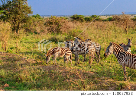 Herd of zebras in savanna in Serengeti national park in Tanzania. Wildlife of Africa Herd of zebras in savanna in Serengeti national park in Tanzania. Wildlife of Africa 138087928