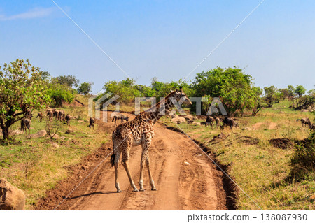 Giraffe and blue wildebeests in Serengeti national park in Tanzania. Wildlife of Africa Giraffe and blue wildebeests in Serengeti national park in Tanzania. Wildlife of Africa 138087930