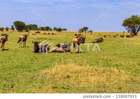 Herd of blue wildebeest (Connochaetes taurinus) in savannah in Serengeti national park in Tanzania. Great migration 138087933