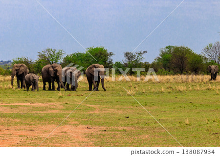 Herd of african elephants in savanna in Serengeti National park in Tanzania Herd of african elephants in savanna in Serengeti National park in Tanzania 138087934