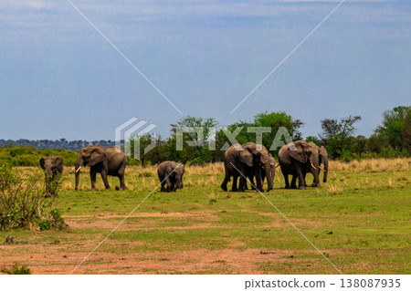 Herd of african elephants in savanna in Serengeti National park in Tanzania Herd of african elephants in savanna in Serengeti National park in Tanzania 138087935