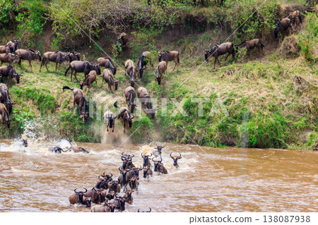 Wildebeest crossing the Mara river in Serengeti national park, Tanzania. Great migration Wildebeest crossing the Mara river in Serengeti national park, Tanzania. Great migration 138087938