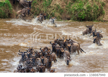 Wildebeest crossing the Mara river in Serengeti national park, Tanzania. Great migration 138087940
