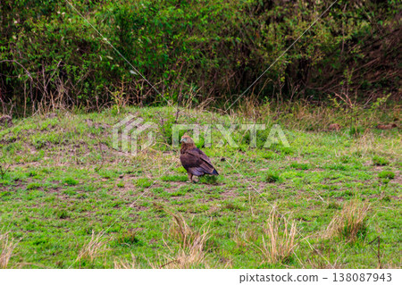 Tawny eagle (Aquila rapax) walking on meadow in Serengeti national park, Tanzania 138087943