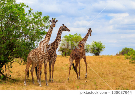 Giraffes in savanna in Serengeti national park in Tanzania. Wild nature of Tanzania, East Africa 138087944