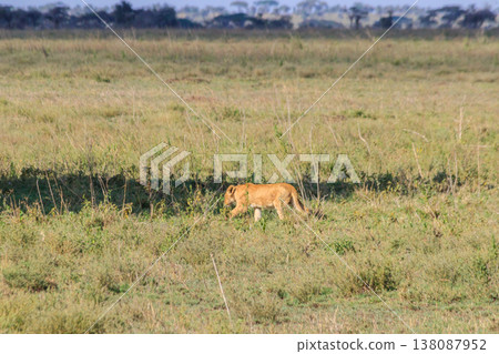 Lion cub (Panthera leo) walking in savannah in Serengeti national park, Tanzania 138087952