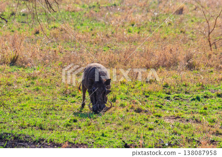 Common warthog (Phacochoerus africanus) in savanna in Serengeti national park, Tanzania Common warthog (Phacochoerus africanus) in savanna in Serengeti national park, Tanzania 138087958