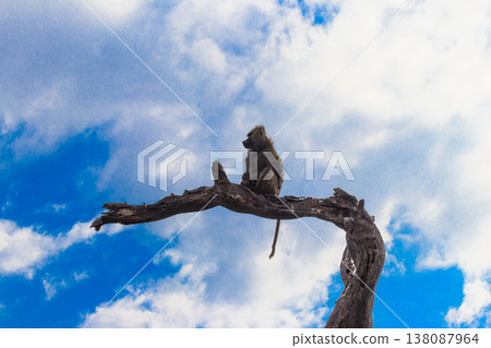 Olive baboon (Papio anubis), also called the Anubis baboon, sitting on a dried tree in Serengeti National Park in Tanzania Olive baboon (Papio anubis), also called the Anubis baboon, sitting on a dried tree in Serengeti National Park in Tanzania 138087964