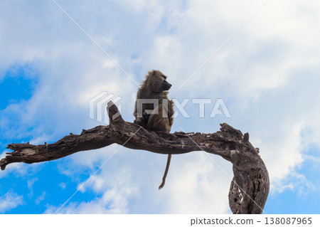 Olive baboon (Papio anubis), also called the Anubis baboon, sitting on a dried tree in Serengeti National Park in Tanzania 138087965