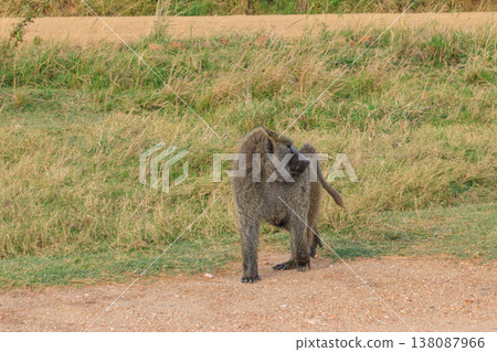 Olive Baboon (Papio anubis) walking in savanna in Serengeti national park, Tanzania Olive Baboon (Papio anubis) walking in savanna in Serengeti national park, Tanzania 138087966