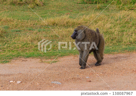 Olive Baboon (Papio anubis) walking in savanna in Serengeti national park, Tanzania 138087967
