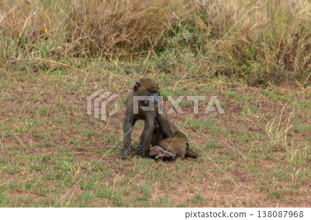Two young olive baboons (Papio anubis) playing in savanna in Serengeti national park, Tanzania Two young olive baboons (Papio anubis) playing in savanna in Serengeti national park, Tanzania 138087968