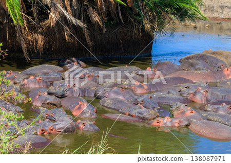 Group of hippos (Hippopotamus amphibius) in a river in Serengeti National Park, Tanzania. Wildlife of Africa Group of hippos (Hippopotamus amphibius) in a river in Serengeti National Park, Tanzania. Wildlife of Africa 138087971