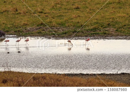 Lesser flamingo (Phoeniconaias minor) in Ngorongoro crater national park in Tanzania. Wildlife of Africa Lesser flamingo (Phoeniconaias minor) in Ngorongoro crater national park in Tanzania. Wildlife of Africa 138087980