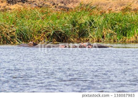 Group of hippos (Hippopotamus amphibius) in a lake in Ngorongoro Crater national park, Tanzania Group of hippos (Hippopotamus amphibius) in a lake in Ngorongoro Crater national park, Tanzania 138087983