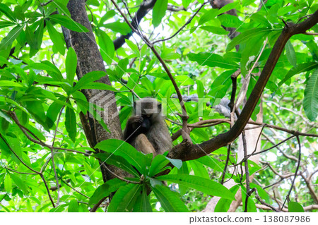 Olive baboon (Papio anubis), also called the Anubis baboon, on a tree in Lake Manyara National Park in Tanzania Olive baboon (Papio anubis), also called the Anubis baboon, on a tree in Lake Manyara National Park in Tanzania 138087986