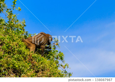 Olive baboon (Papio anubis), also called the Anubis baboon, on a tree in Lake Manyara National Park in Tanzania Olive baboon (Papio anubis), also called the Anubis baboon, on a tree in Lake Manyara National Park in Tanzania 138087987