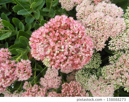 Close-up of blooming Sedum spectabile in the background Close-up of blooming Sedum spectabile in the background 138088273