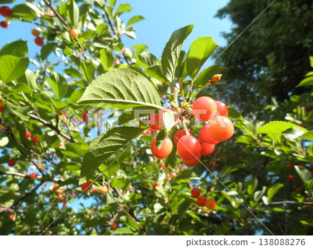 A branch with cherry fruits in the rays of the sun against the blue sky A branch with cherry fruits in the rays of the sun against the blue sky 138088276