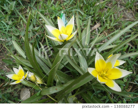 Blooming Tarda tulip among green leaves Blooming Tarda tulip among green leaves 138088277