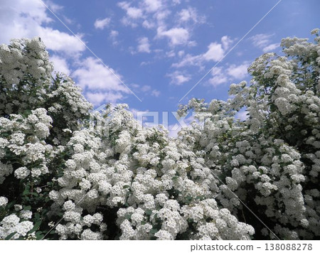 A lushly flowering bush of Spiraea vanhouttei against a blue sky A lushly flowering bush of Spiraea vanhouttei against a blue sky 138088278