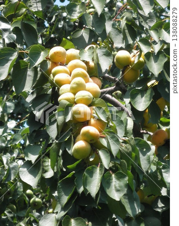 A branch covered with apricot fruits in the sunlight 138088279