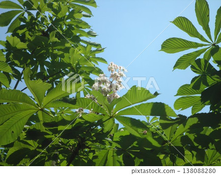 A blossoming chestnut branch among lush foliage against a blue sky on a sunny day A blossoming chestnut branch among lush foliage against a blue sky on a sunny day 138088280