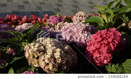 Multicolored caps of hydrangea flowers on city flowerbeds in the rays of the setting sun 138088284