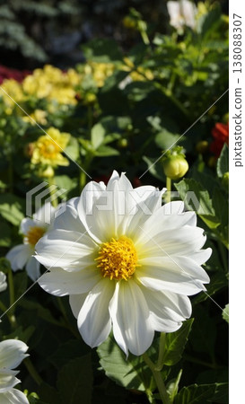 White dahlias in the rays of warm autumn sun White dahlias in the rays of warm autumn sun 138088307