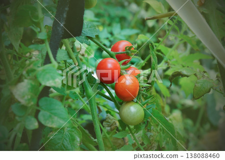 Fresh tomatoes on the tree from green . Fresh tomatoes on the tree from green . 138088460