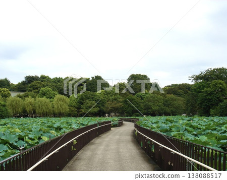 The scenery of the lotus pond and walking path at Shinobazu Pond in Ueno Park. 138088517