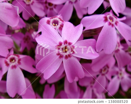 A close-up of vibrant pink moss phlox - Spring in Japan A close-up of vibrant pink moss phlox - Spring in Japan 138088520