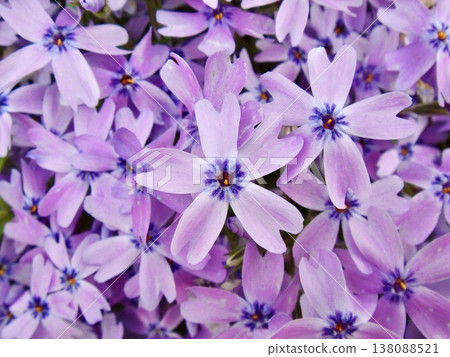 盛開的苔蘚福祿考背景圖－展現了春天的自然與寧靜。 138088521