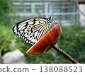 Close-up photo of a Great Mormon butterfly eating an apple. 138088523