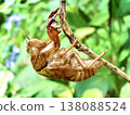 Cicada exoskeletons: A symbol of summer. (Natural education and environmental materials) 138088524