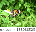 Monarch butterfly and white-flowered beggar: Natural ecosystem of Jinshan, Taiwan 138088525