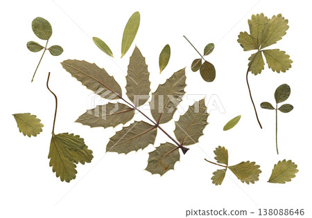 Pressed dried green leaves and herbarium foliage on white background. Aesthetic botanical collection features various forest plant specimens for cottagecore design and organic slow living crafts. 138088646