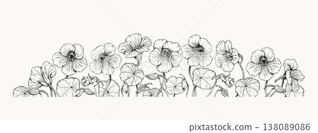 Botanical nasturtium flower line art vecor illustration, hand drawn floral border with blossoms and leaves, vintage ink sketch for organic branding, wedding design, packaging. Botanical nasturtium flower line art vecor illustration, hand drawn floral border with blossoms and leaves, vintage ink sketch for organic branding, wedding design, packaging. 138089086