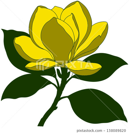 Yellow Magnolia Flower Vector Illustration 138089820