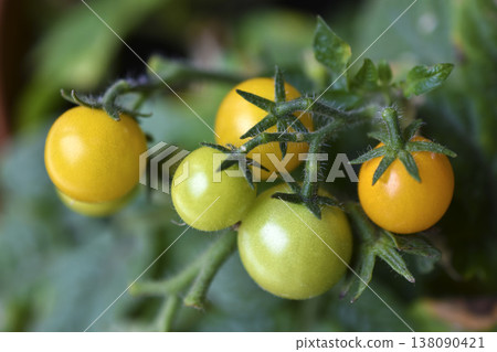 Homemade tomatoes on the windowsill. Cherry tomatoes. Yellow and green small tomato fruits. Homemade tomatoes on the windowsill. Cherry tomatoes. Yellow and green small tomato fruits. 138090421