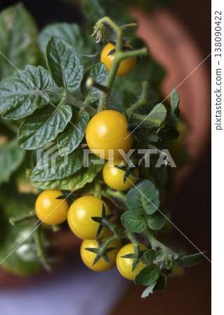 Homemade tomatoes on the windowsill. Cherry tomatoes. Yellow and green small tomato fruits. Homemade tomatoes on the windowsill. Cherry tomatoes. Yellow and green small tomato fruits. 138090422