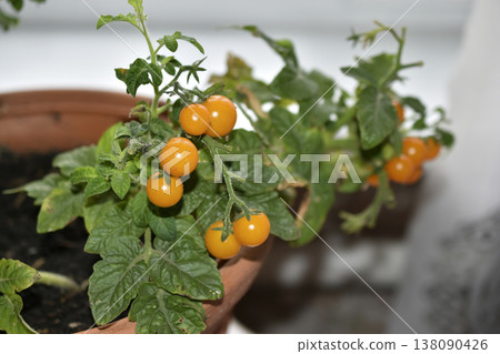 Homemade tomatoes on the windowsill. Cherry tomatoes. Yellow and green small tomato fruits. 138090426