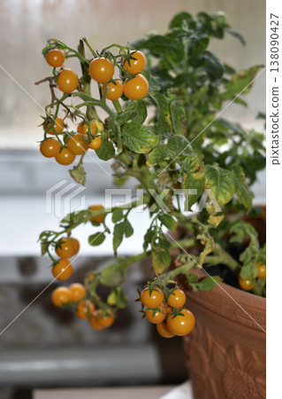 Homemade tomatoes on the windowsill. Cherry tomatoes in a pot. Yellow and green small tomato fruits. 138090427