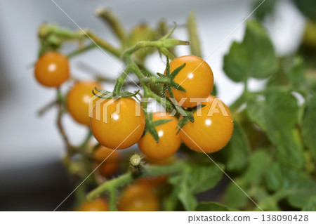 Homemade tomatoes on the windowsill. Cherry tomatoes. Yellow and green small tomato fruits. 138090428