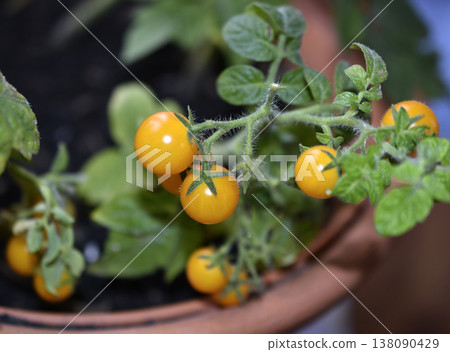 Homemade tomatoes on the windowsill. Cherry tomatoes. Yellow and green small tomato fruits. Homemade tomatoes on the windowsill. Cherry tomatoes. Yellow and green small tomato fruits. 138090429
