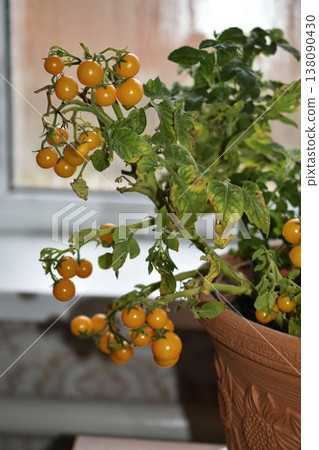 Homemade tomatoes on the windowsill. Cherry tomatoes in a pot. Yellow and green small tomato fruits. 138090430