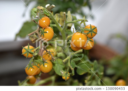 Homemade tomatoes on the windowsill. Cherry tomatoes. Yellow and green small tomato fruits. Homemade tomatoes on the windowsill. Cherry tomatoes. Yellow and green small tomato fruits. 138090433