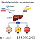 Hypothalamus, Pituitary gland, liver, pancreas and growth hormone. Relationship between Obesity, GH, IGF-1, and Insulin 138091243