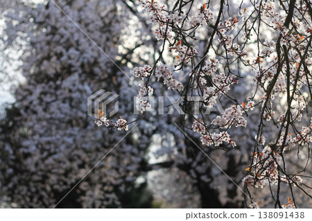 Graceful Branches of Japanese Plum In Morning Light 138091438
